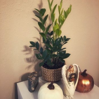 Rain Forest Nursery - about a month later, ZZ's thriving in my office - Nurseries & Gardening Near Me - Manteca, California