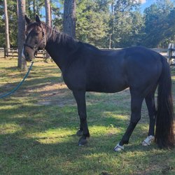 L-N-K Performance Horses