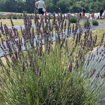 Sweethaven Lavender - Farms Near Me - Williamsburg, Virginia Sweethaven Lavender - Farms Near Me - Williamsburg, Virginia