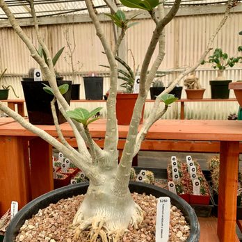 LA Succulents - Nurseries & Gardening Near Me - Lake View Terrace, California LA Succulents - Nurseries & Gardening Near Me - Lake View Terrace, California