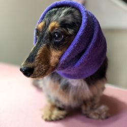 Masters Pet Grooming - Miniature Dachshund