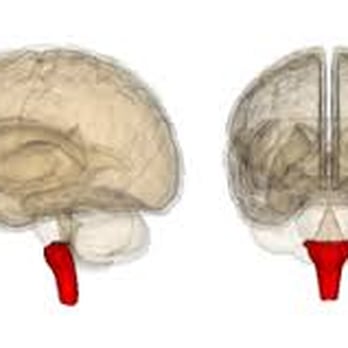 Midwest Upper Cervical - The Red Area in this picture is of The Lower Brainstem or Medulla Oblongata. This is the source of all of your brain & body function. - Chiropractors Near Me - Saint Charles, Missouri Midwest Upper Cervical - The Red Area in this picture is of The Lower Brainstem or Medulla Oblongata. This is the source of all of your brain & body function. - Chiropractors Near Me - Saint Charles, Missouri