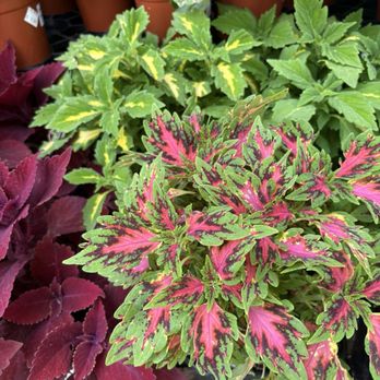 Talini's Nursery - So many beautiful plants!!! - Nurseries & Gardening Near Me - Sacramento, California Talini's Nursery - So many beautiful plants!!! - Nurseries & Gardening Near Me - Sacramento, California