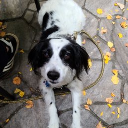 Bernie loves cafés where good boy puppers can come too.