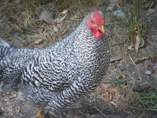 Coggeshall Farm Museum by null