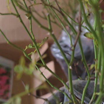 Cottage Farms Direct - Close up of plants with no leaves - Nurseries & Gardening Near Me - Irvington, Alabama