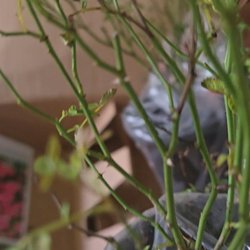 Cottage Farms Direct - Close up of plants with no leaves
