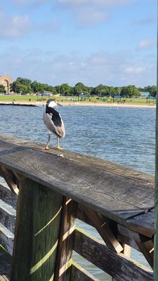 Sylvan Beach Park by null