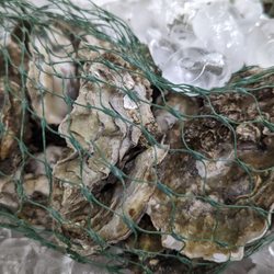 Saar's Super Saver Foods - Fresh Oysters