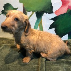 Black Beaver Creek Kennel - Meet Anastasia born on Feb 1st, 2023.  Anastasia is a a red wire miniature dachshund. Also available.