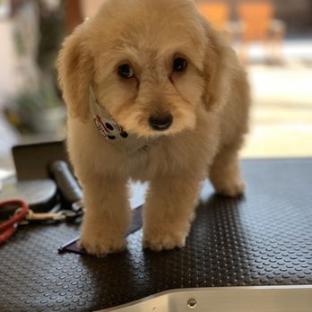 Melz Pet Grooming - Puppies first groom - Pet Groomers Near Me Melz Pet Grooming - Puppies first groom - Pet Groomers Near Me