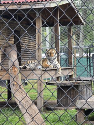 The Catty Shack Ranch Wildlife Sanctuary by null