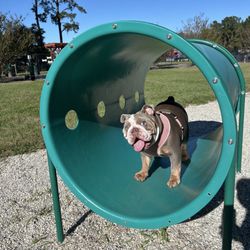 Cisco’s Dog Park at Bryant Commons