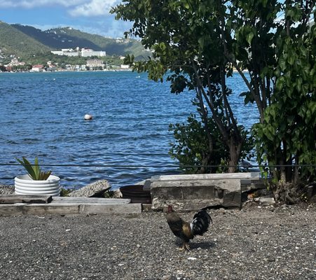 Olga's Fancy by null