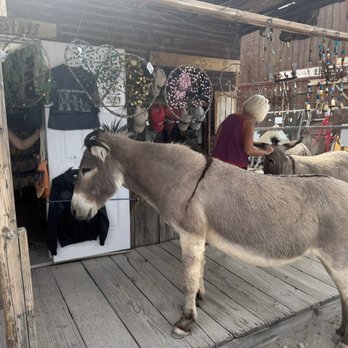 Town of Oatman - Donkeys in the shops - Local Flavor Near Me Town of Oatman - Donkeys in the shops - Local Flavor Near Me