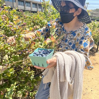 The Flower Fields - Blueberry picking - Venues & Event Spaces Near Me - Carlsbad, California The Flower Fields - Blueberry picking - Venues & Event Spaces Near Me - Carlsbad, California