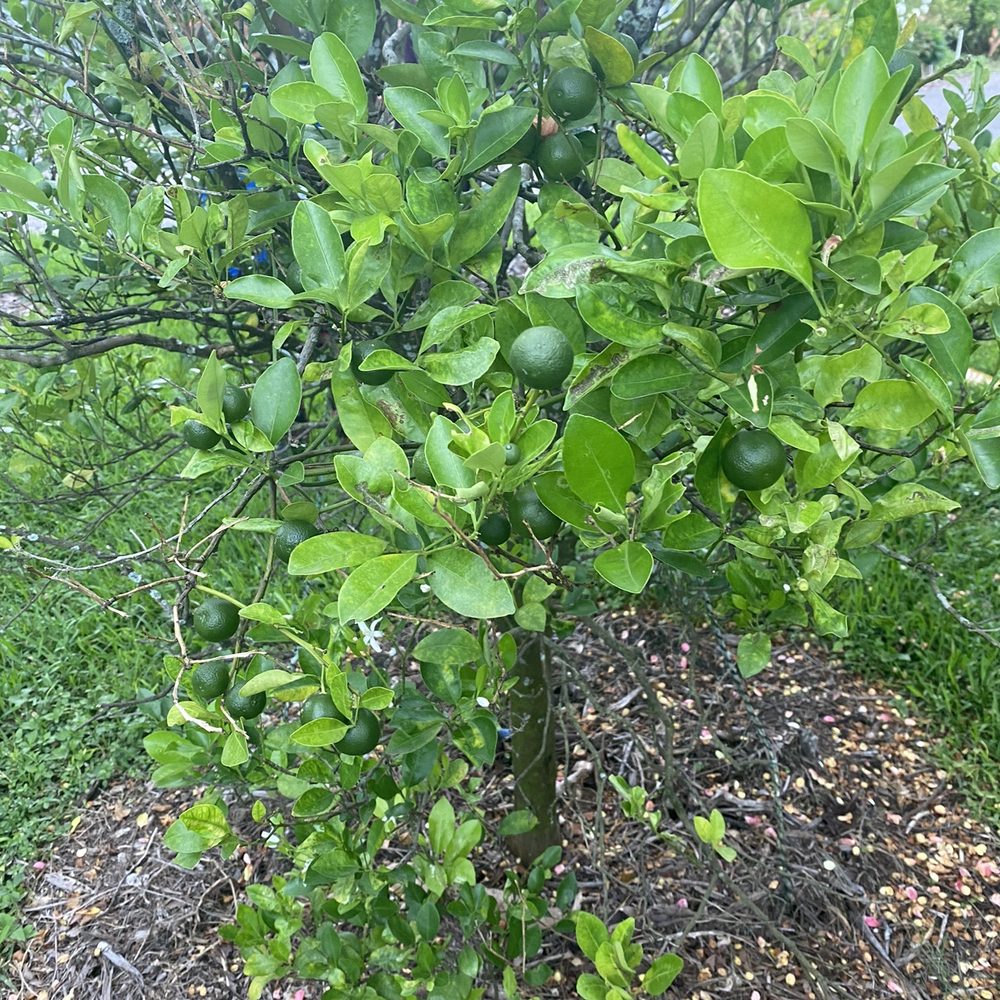 Tropical Fruit Garden Homestead Florida Fasci Garden