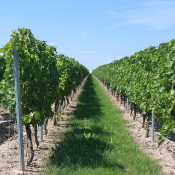 Weingut Reith - Wineries Near Me - Wörrstadt, RP