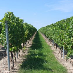 Weingut Reith