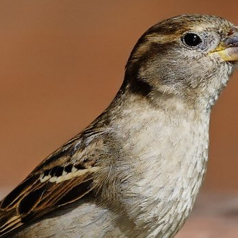 Empire Wildlife Control - Wildlife Control Near Me Empire Wildlife Control - Wildlife Control Near Me