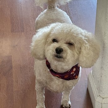 Abbi's Grooming - Sadie smiling and feeling fresh and beautiful. - Pet Groomers Near Me - Lincoln, California Abbi's Grooming - Sadie smiling and feeling fresh and beautiful. - Pet Groomers Near Me - Lincoln, California