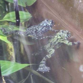 Vancouver Aquarium - Frogs - Aquariums Near Me - Vancouver, British Columbia Vancouver Aquarium - Frogs - Aquariums Near Me - Vancouver, British Columbia
