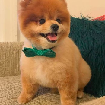 The Spa on State Pet Grooming - Pet Groomers Near Me - Doylestown, Pennsylvania