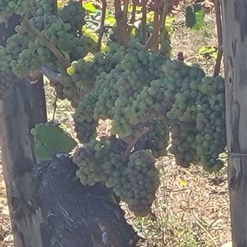 Sweet Cheeks Winery - Wineries Near Me - Eugene, Oregon