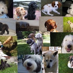 Cave Canis Kennels