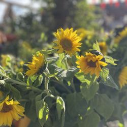 Andreotti Family Farms