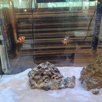 Westchester Diner - A saltwater aquarium contains two clownfish swimming near rocks and sandy substrate, with equipment visible in the background. - Diners Near Me - Peekskill, New York