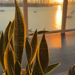 Plant Daddy - Pretty mid sized snake plant