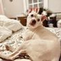 Pets of Ohio Rescue Team