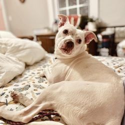 Pets of Ohio Rescue Team