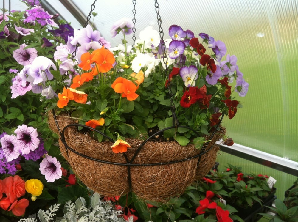 THE STATICE QUO GREENHOUSE 6845 Kuhn Rd, Shelby, Ohio Flowers