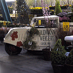Goldmann & Weigert Blumen - Blumenlieferung von Goldmann und Weigert