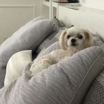 Petco - doggo taking a rest after a grooming session! - Pet Stores Near Me - Westminster, California