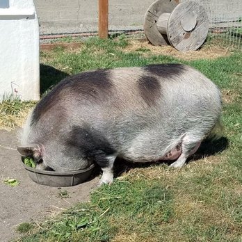 Olympic Game Farm - Zoos Near Me - Sequim, Washington Olympic Game Farm - Zoos Near Me - Sequim, Washington