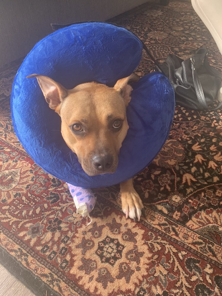 EVERHART VETERINARY HOSPITAL Updated April 2024 24 Photos & 81