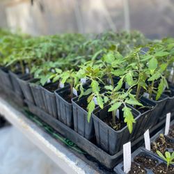 Dormouse Farm - Spring plant sale, specializing in heirloom varieties
