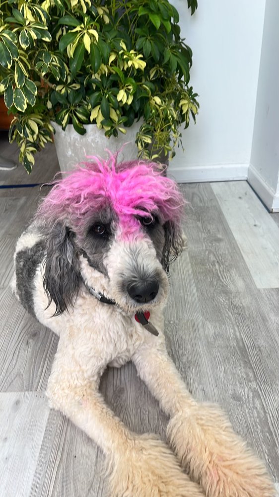 WIGGLEBUTTS GROOM’N Updated October 2024 15 Photos 1480