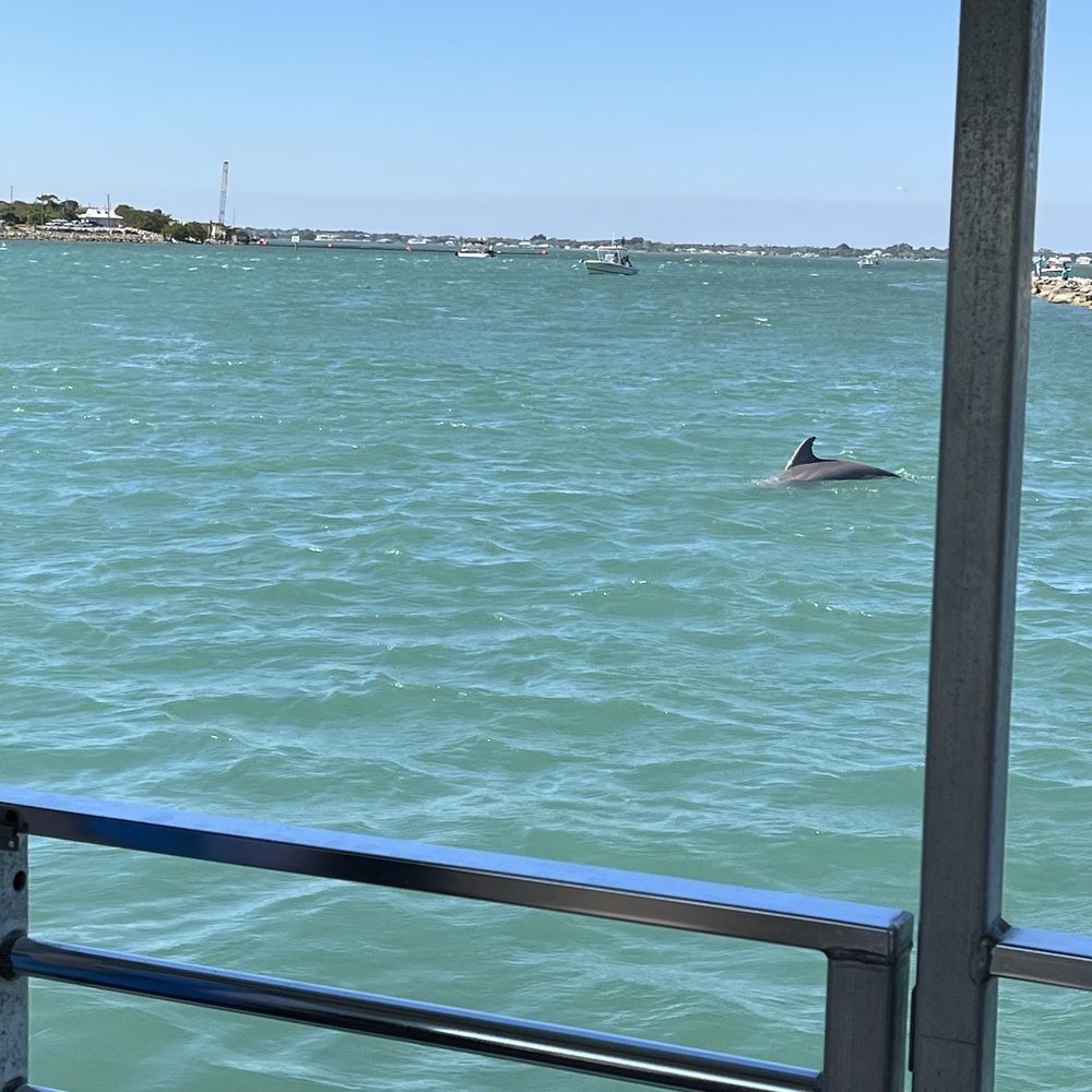 Captain Hirams River King - Dolphin playing - Boat Tours Near Me - Sebastian, Florida