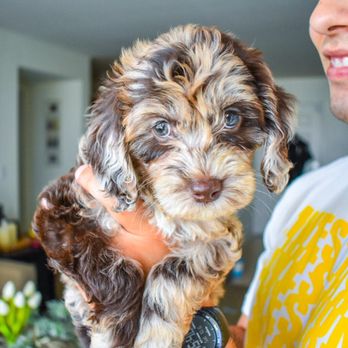 Sugar Pine Doodles - Pet Breeders Near Me Sugar Pine Doodles - Pet Breeders Near Me