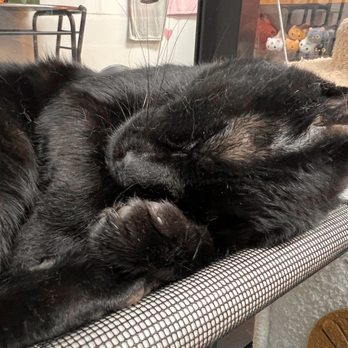 Beans Cat Cafe - Themed Cafes Near Me - Beacon, New York