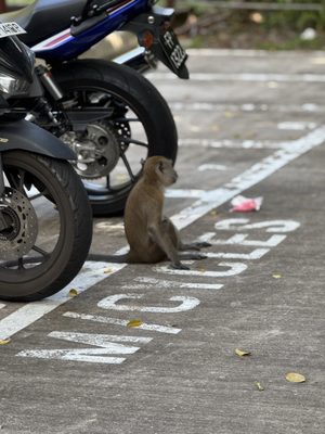 Bukit Timah Nature Reserve by null