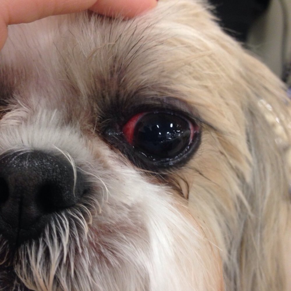 PetSmart - Dogs eye after grooming. They cut her eye. - Pet Stores Near Me - Simi Valley, California