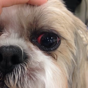 PetSmart - Dogs eye after grooming. They cut her eye. - Pet Stores Near Me - Simi Valley, California