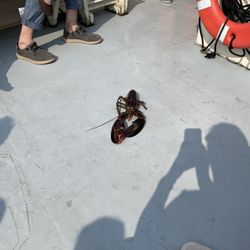 Rugosa Lobster Tours - Lobsters