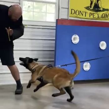 No Quarter K9 - Pet Training Near Me