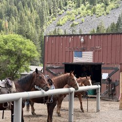 Wallowa Lake Pack Station - The horses for riding